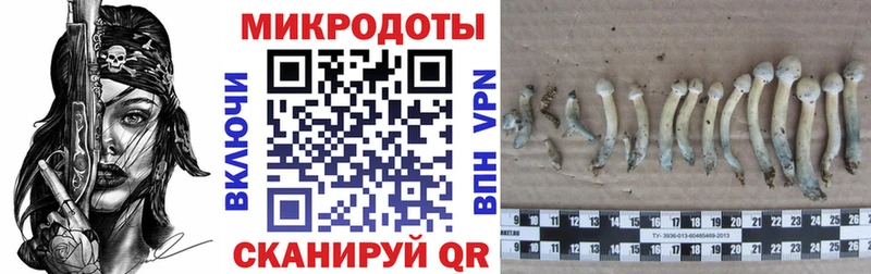Галлюциногенные грибы Psilocybe  Омск 